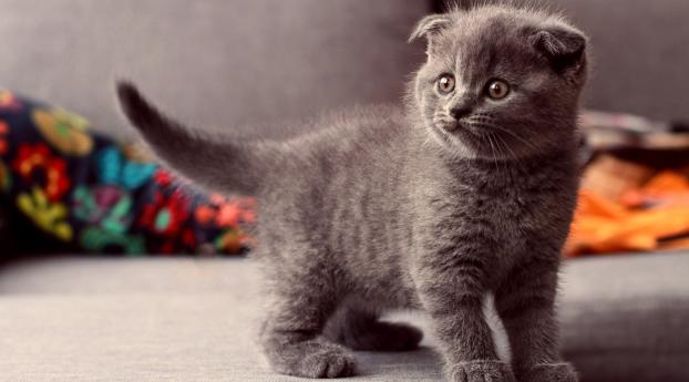 kitten, briton, gray Wallpaper