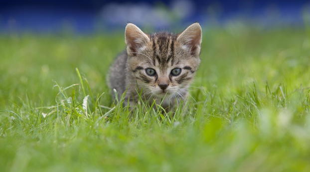 kitten, grass, blur Wallpaper 1235x338 Resolution