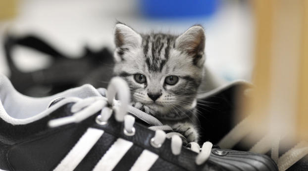 kitten, sneakers, gray Wallpaper 720x1600 Resolution