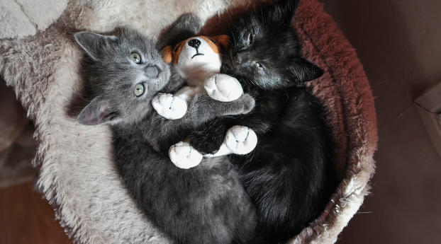 kittens, couple, toy Wallpaper