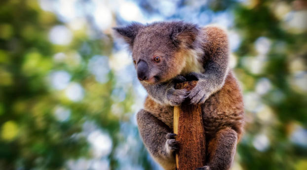 koala, blur, beast Wallpaper 240x320 Resolution