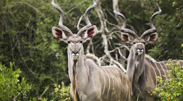 kudu, antelope, horns Wallpaper 1235x338 Resolution