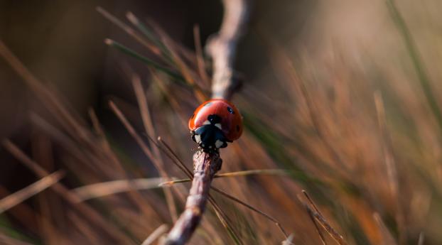 ladybug, insect, close-up Wallpaper