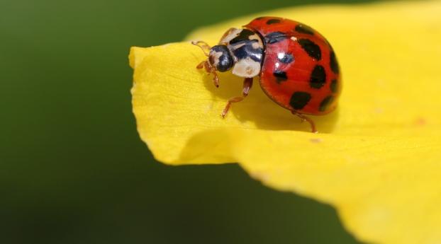 ladybug, insect, leaf Wallpaper 1280x1024 Resolution