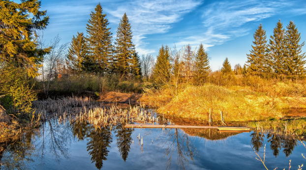 lake, forest, trees Wallpaper 480x854 Resolution
