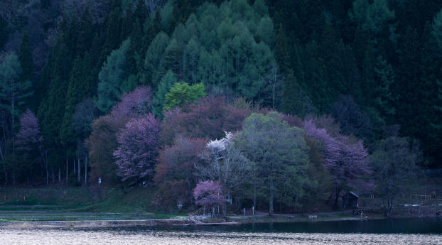 lake, trees, flowering Wallpaper 1080x2280 Resolution