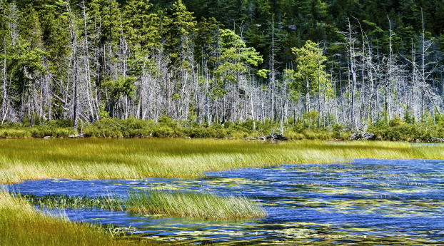 lake, trees, grass Wallpaper 480x854 Resolution