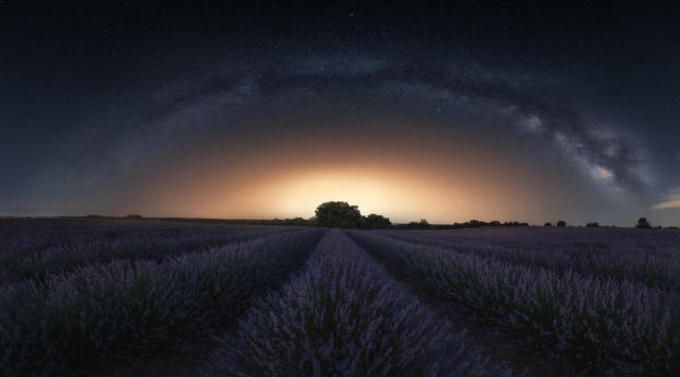 Lavender 4K Amazing Field Wallpaper 1080x1920 Resolution