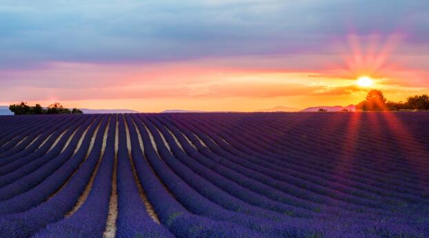 Lavender 4k Sunset Wallpaper 1080x2248 Resolution