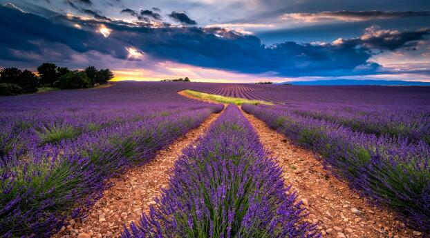 Lavender Field HD Sunset Wallpaper 1280x800 Resolution