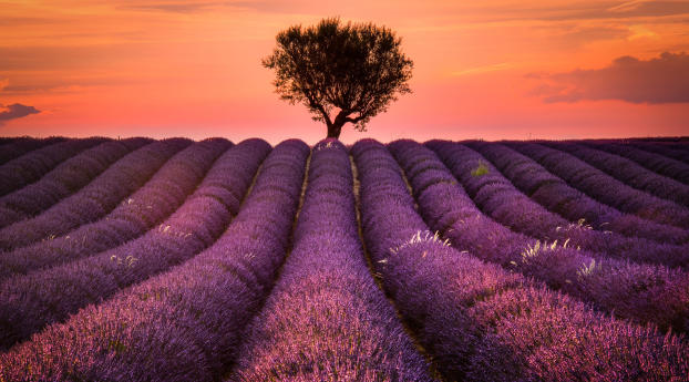 Lavender Field Wallpaper 1080x2460 Resolution