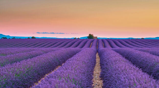 Lavender fields on the Valensole Plateau France Wallpaper