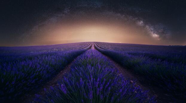 Lavender HD Night Photography Wallpaper