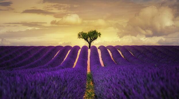Lavender Purple Flower Field HD Wallpaper 1080x2460 Resolution