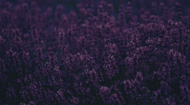 Lavender Wallpaper 640x1136 Resolution