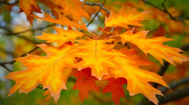 leaf, autumn, maple Wallpaper 720x1544 Resolution