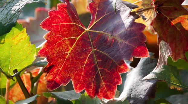 leaf, autumn, vines Wallpaper 1280x1024 Resolution