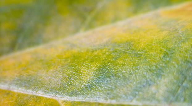 leaf, close-up, surface Wallpaper 768x1280 Resolution
