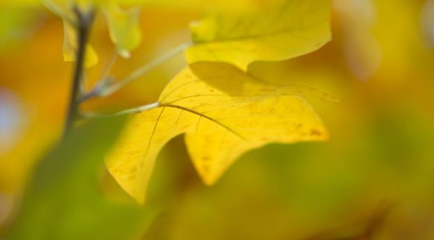 leaf, close-up, yellow Wallpaper