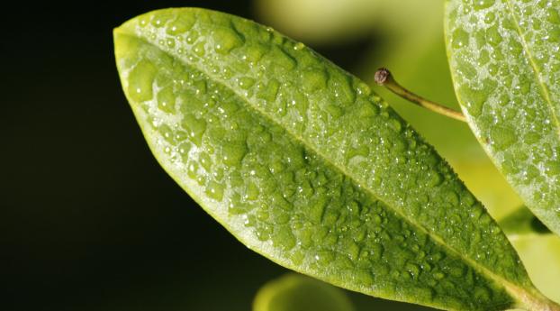 leaf, drop, dew Wallpaper