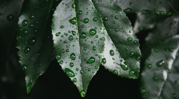 leaf, drop, plant Wallpaper