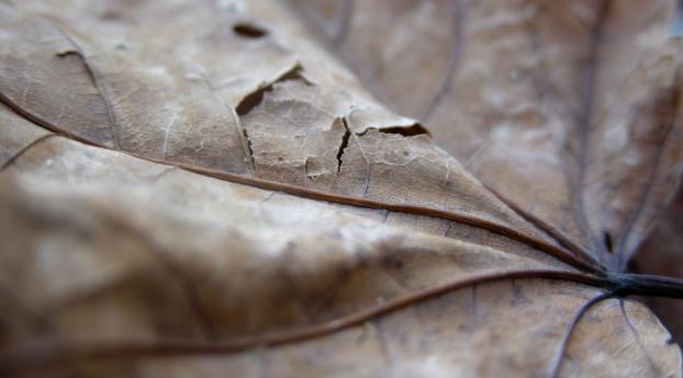 leaf, dry, hole Wallpaper 1664x3840 Resolution