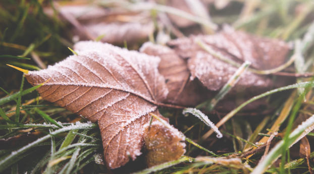 leaf, fall, frost Wallpaper 640x1136 Resolution