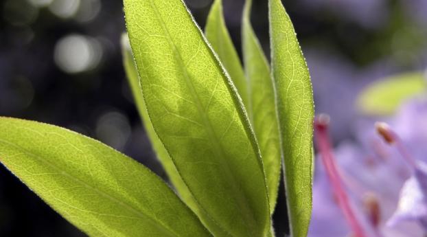 leaf, green, plant Wallpaper 1080x2232 Resolution