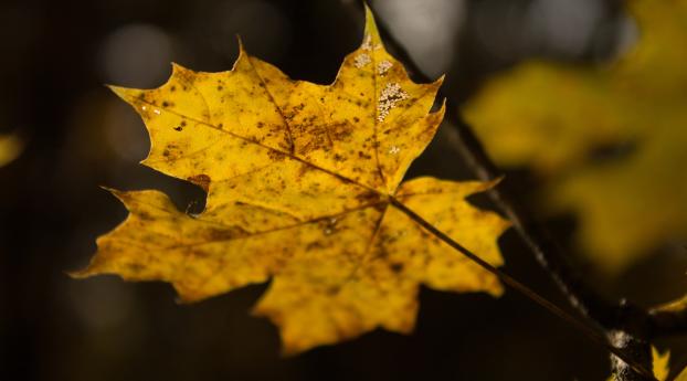 leaf, maple, autumn Wallpaper 1080x2240 Resolution