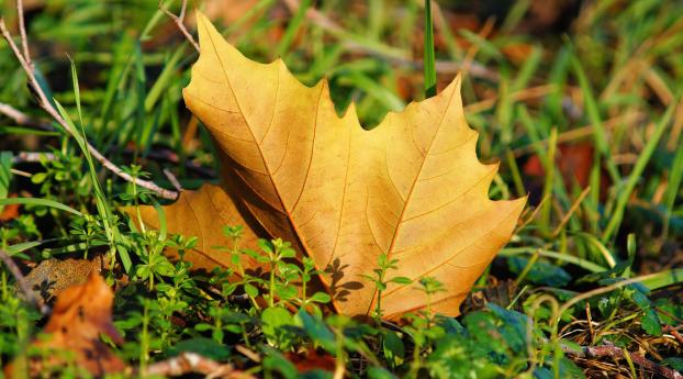 leaf, maple tree, grass Wallpaper