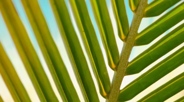 leaf, palm tree, branch Wallpaper 1280x800 Resolution