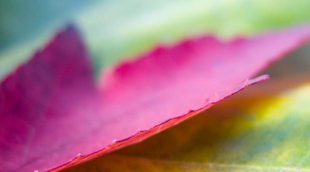 leaf, pink, macro Wallpaper
