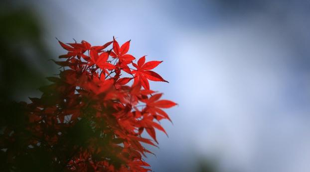 leaf, red, autumn Wallpaper
