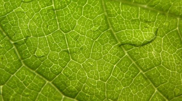 leaf, veins, surface Wallpaper 720x1500 Resolution
