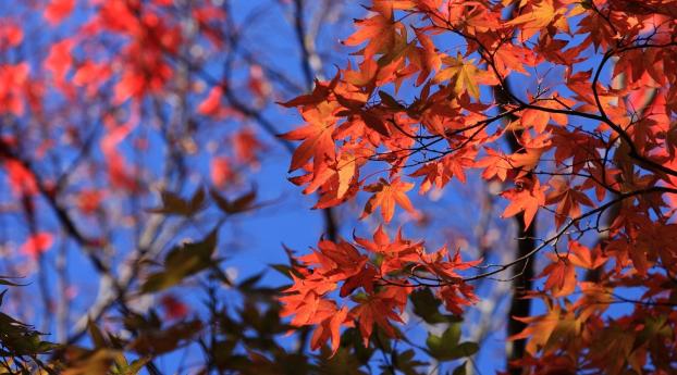 leaves, autumn, branches Wallpaper 320x568 Resolution