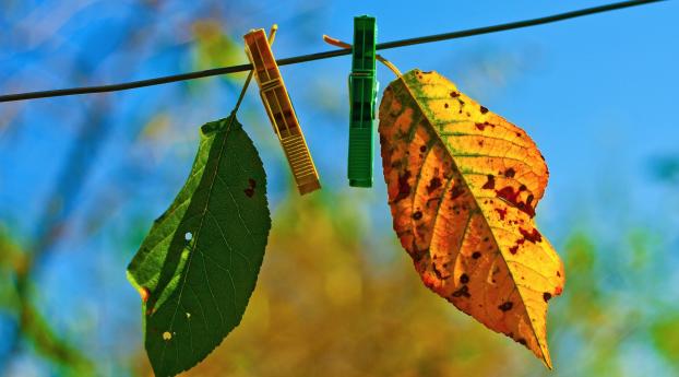 leaves, clothespins, fall Wallpaper 3840x2160 Resolution