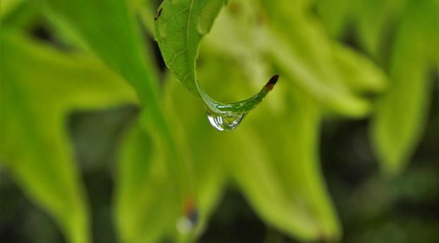leaves, drop, close-up Wallpaper 1440x2560 Resolution