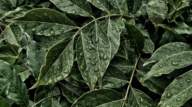 leaves, drops, surface Wallpaper 2560x1700 Resolution