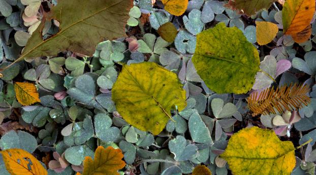 leaves, fern, autumn Wallpaper 1080x1920 Resolution