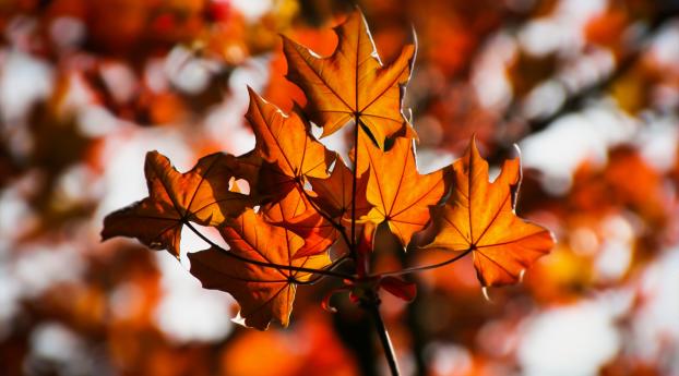 leaves, maple, blurring Wallpaper 1024x768 Resolution