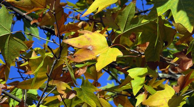 leaves, maple, dry Wallpaper