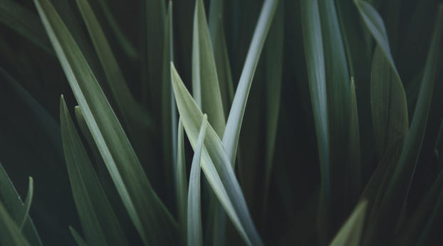leaves, plant, green Wallpaper 2560x1080 Resolution