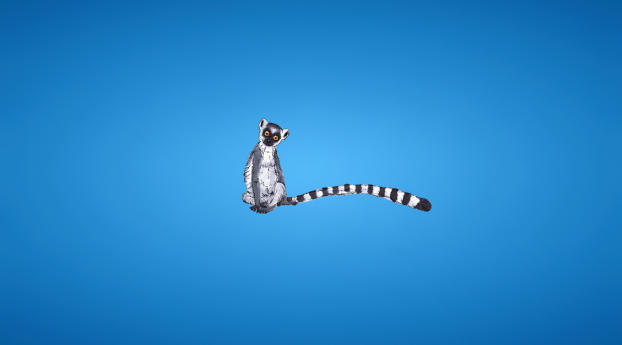 lemur, blue background, tail Wallpaper 480x484 Resolution