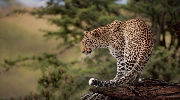 Leopard HD Photography Wallpaper 1366x768 Resolution