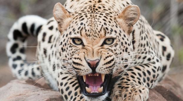 leopard, predator, face Wallpaper 480x960 Resolution