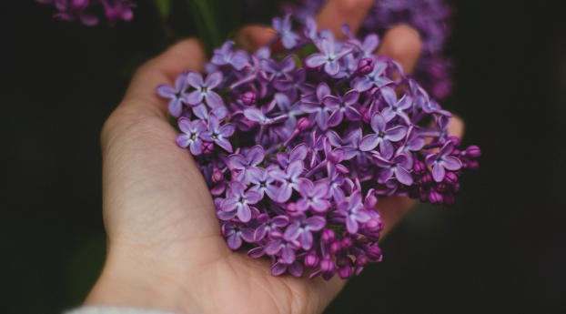 lilac, flowers, hand Wallpaper