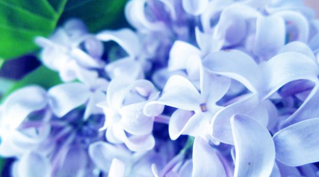 lilac, flowers, plants Wallpaper 1280x2120 Resolution