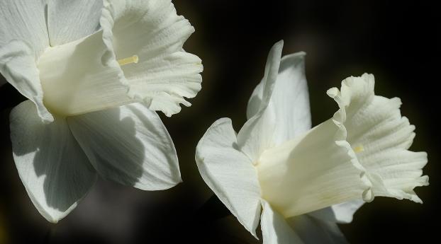 lily, flower, white Wallpaper 2048x2048 Resolution