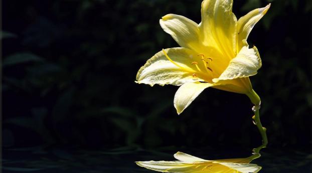 lily, flower, yellow Wallpaper 1333x768 Resolution