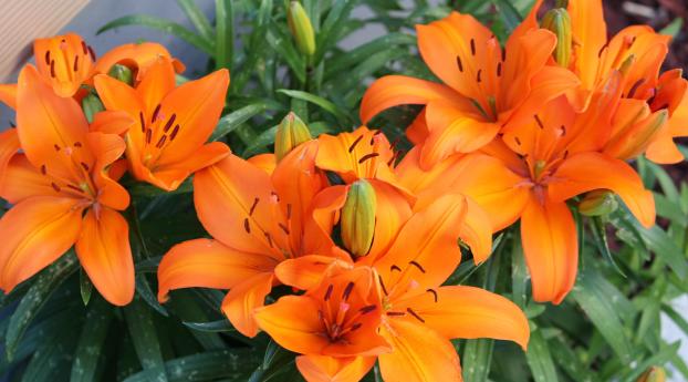 lily, orange, bright Wallpaper 2560x1664 Resolution